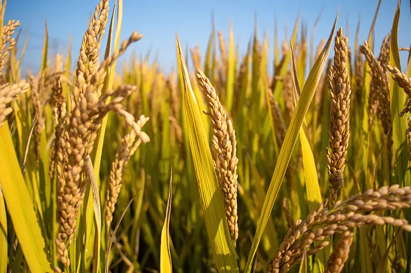 Ningbo Qibao Food Co., Ltd.